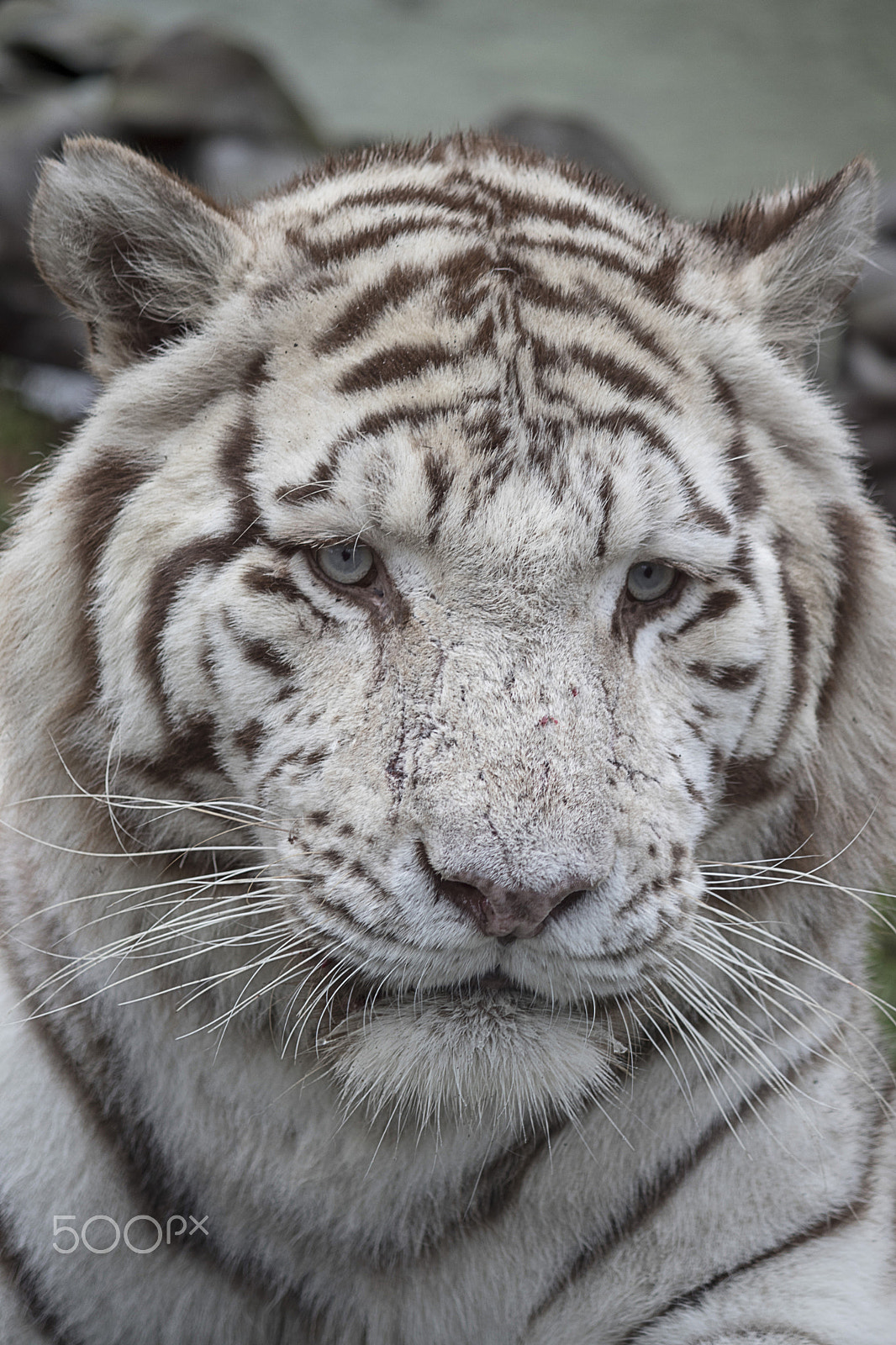 Canon EF-S 55-250mm F4-5.6 IS sample photo. Feline photography