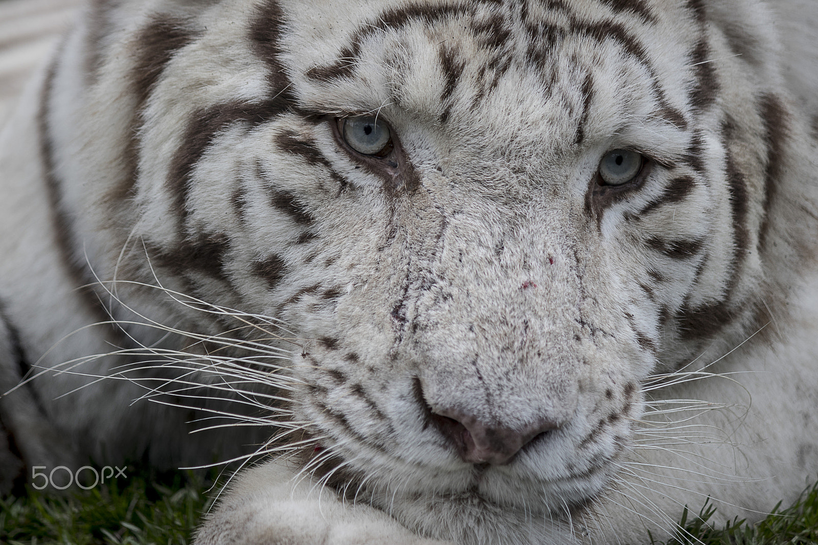 Canon EF-S 55-250mm F4-5.6 IS sample photo. Feline photography