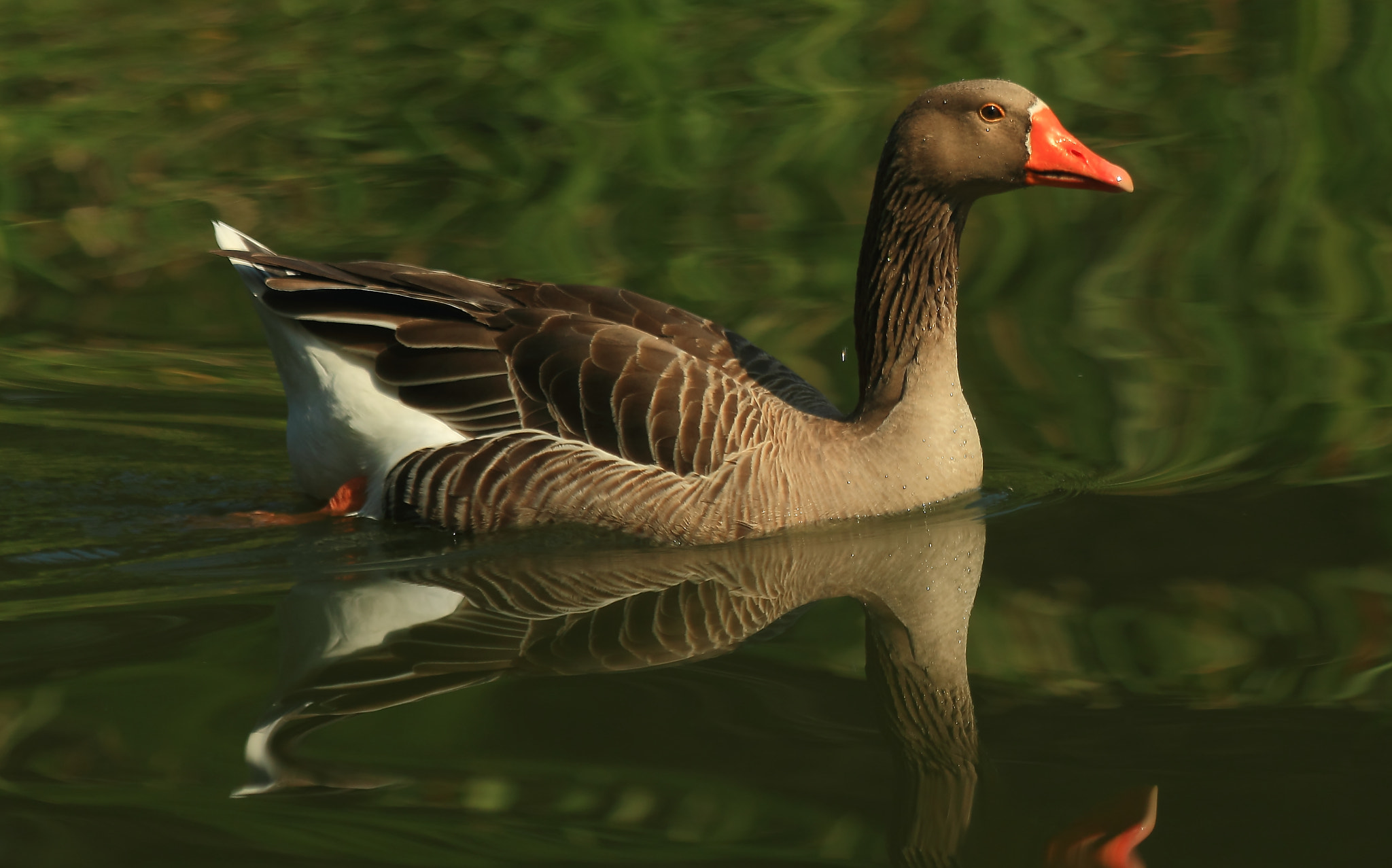 Canon EF 70-300mm F4-5.6 IS USM sample photo. Goose photography