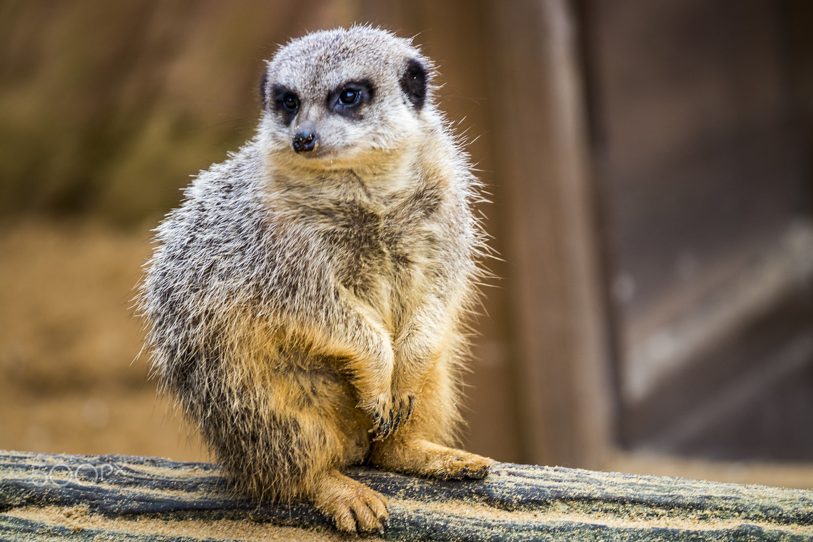 Canon EF-S 55-250mm F4-5.6 IS sample photo. Suricate photography