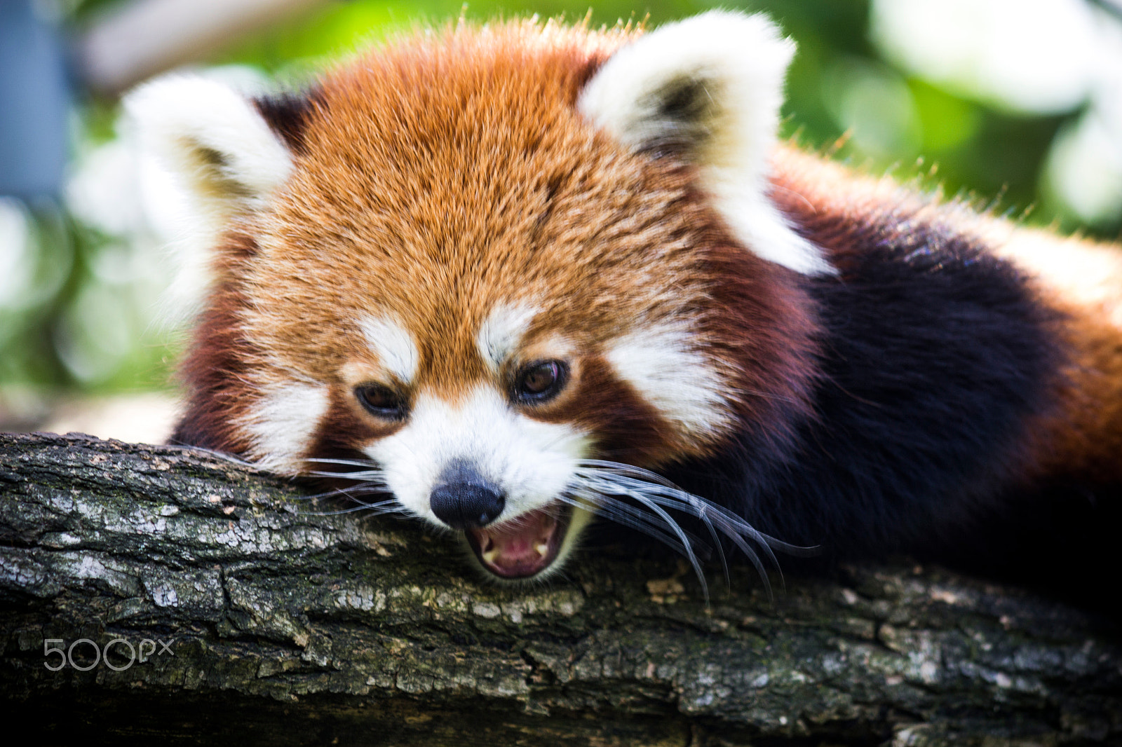 Canon EF-S 55-250mm F4-5.6 IS sample photo. Red panda photography