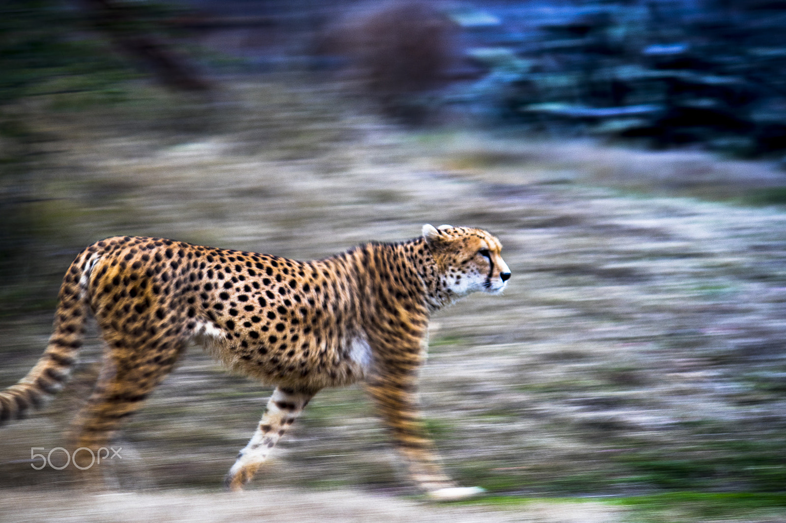 Canon EF-S 55-250mm F4-5.6 IS sample photo. The walk of cheetah photography