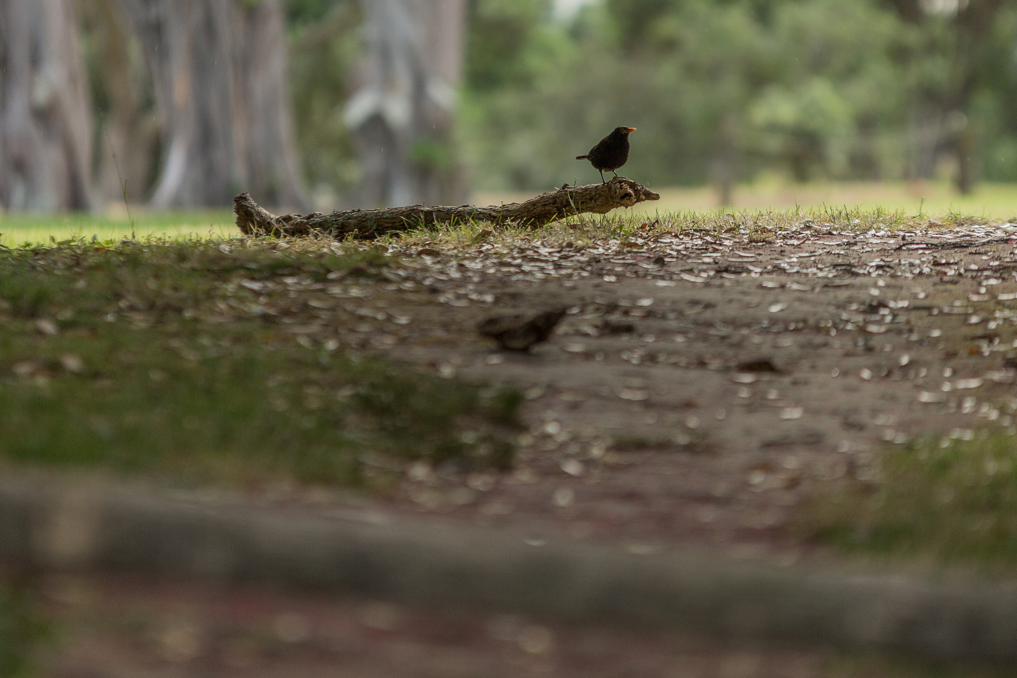 Canon EOS 60D + Sigma 70-200mm F2.8 EX DG OS HSM sample photo. Blackbird photography