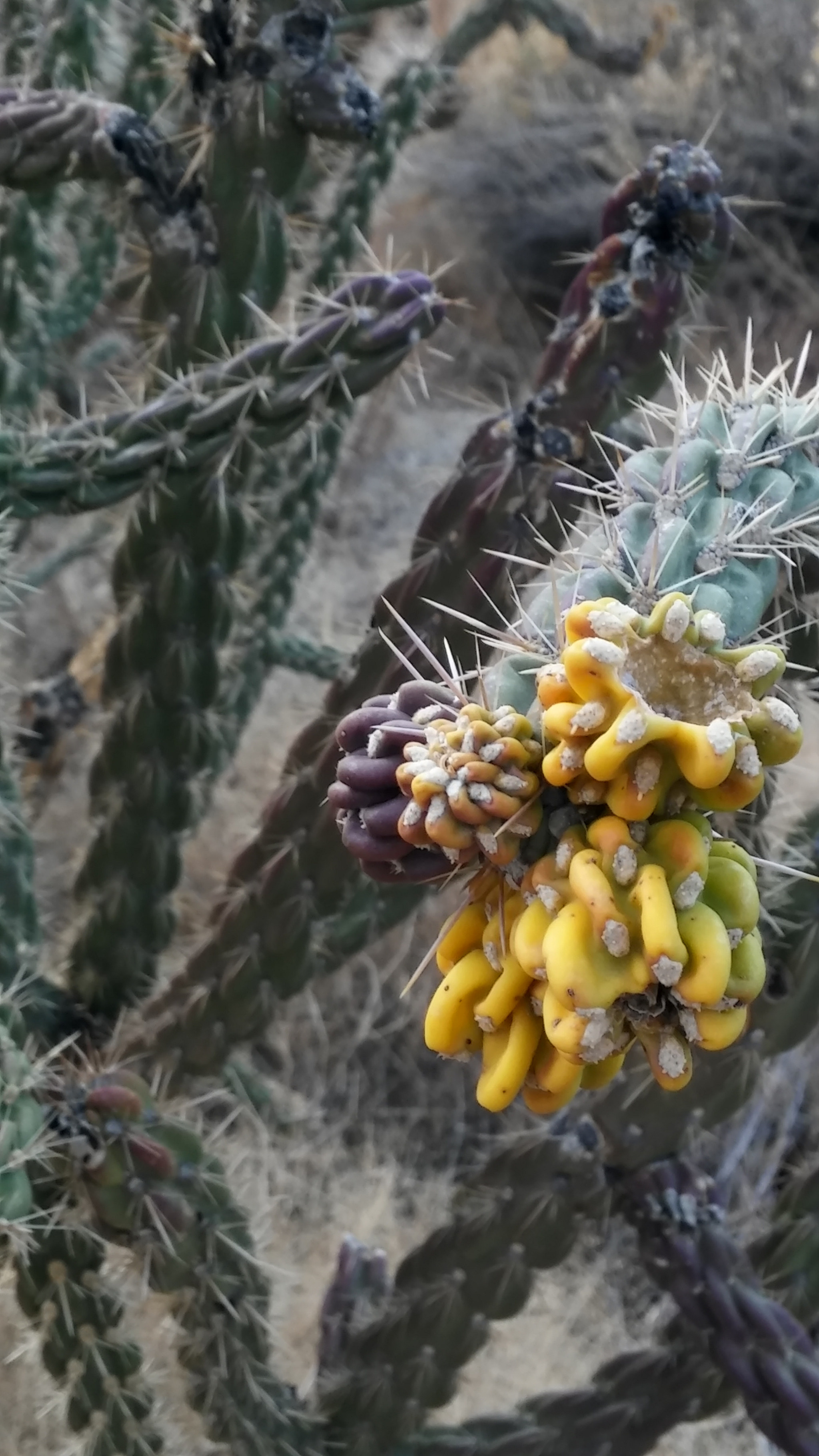 LG G STYLO sample photo. Flowers of the desert photography