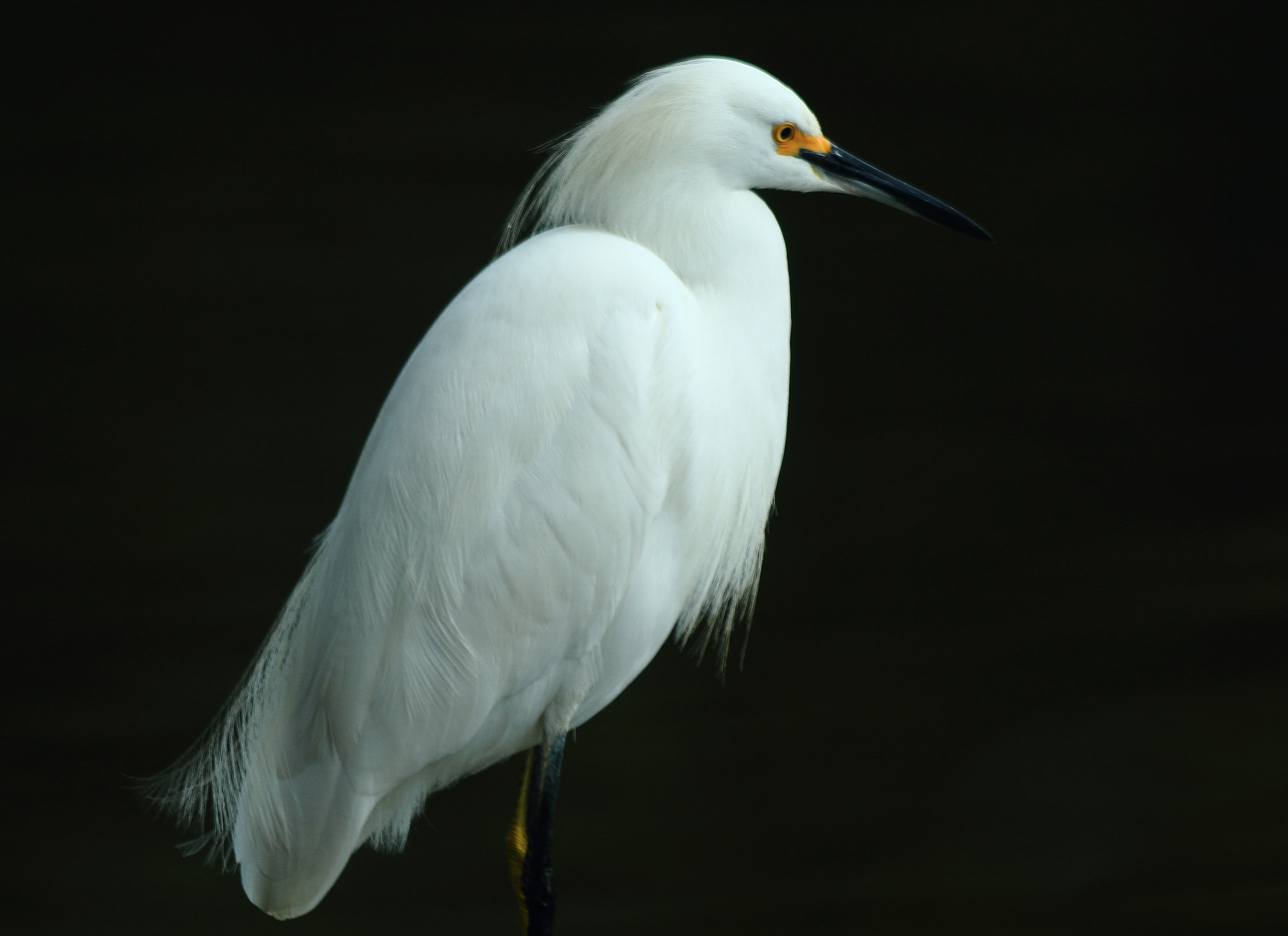 Canon EF 70-300mm F4-5.6 IS USM sample photo. Beauty in profile photography