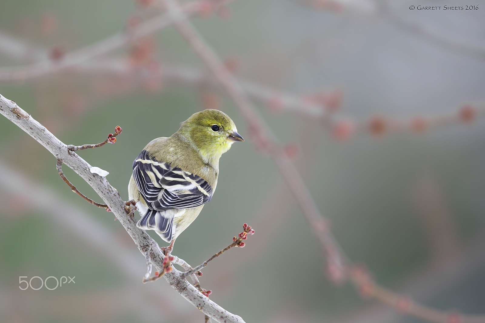 Canon EOS 60D sample photo. American goldfinch photography