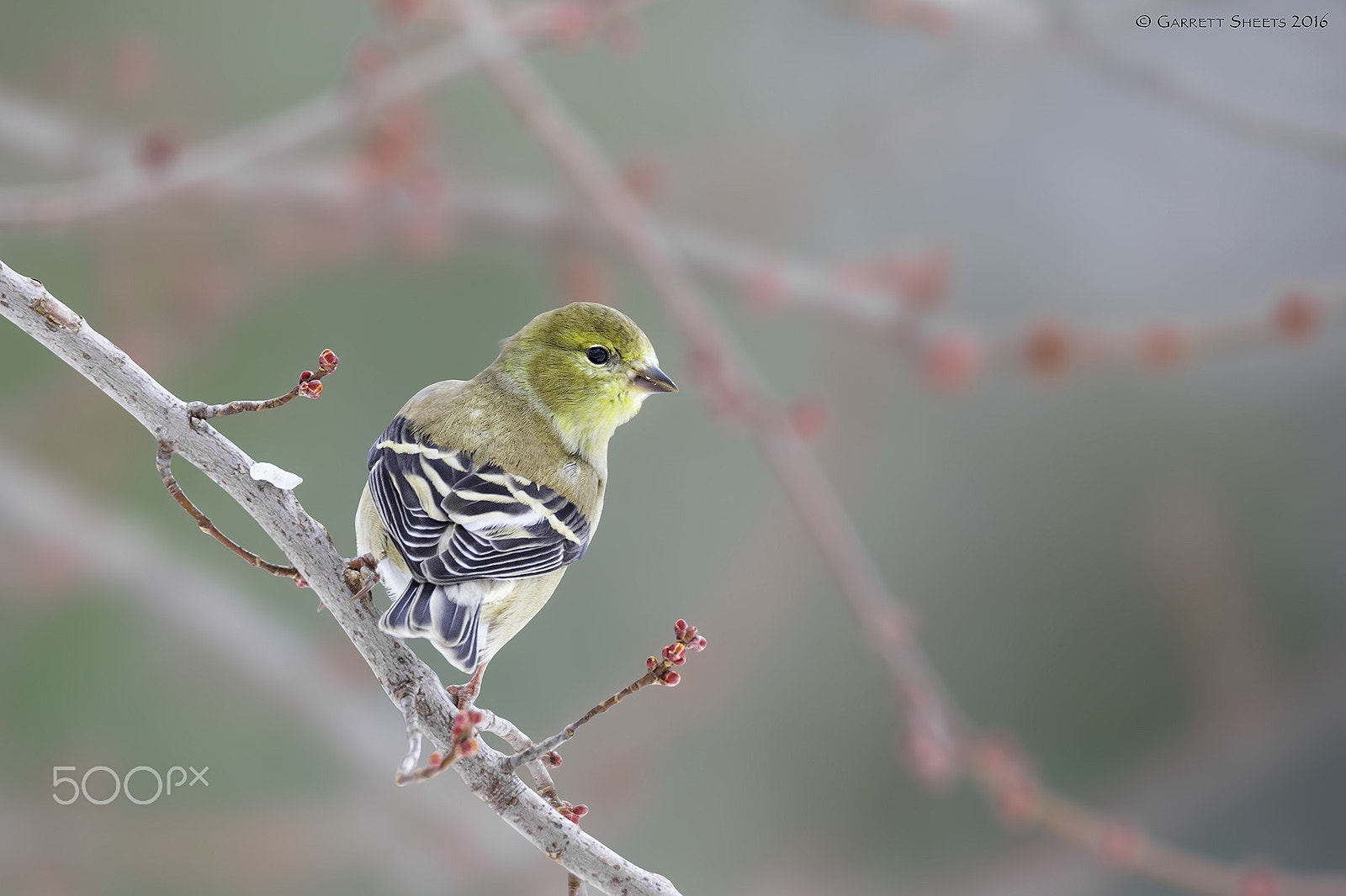 Tamron SP 150-600mm F5-6.3 Di VC USD sample photo. American goldfinch photography