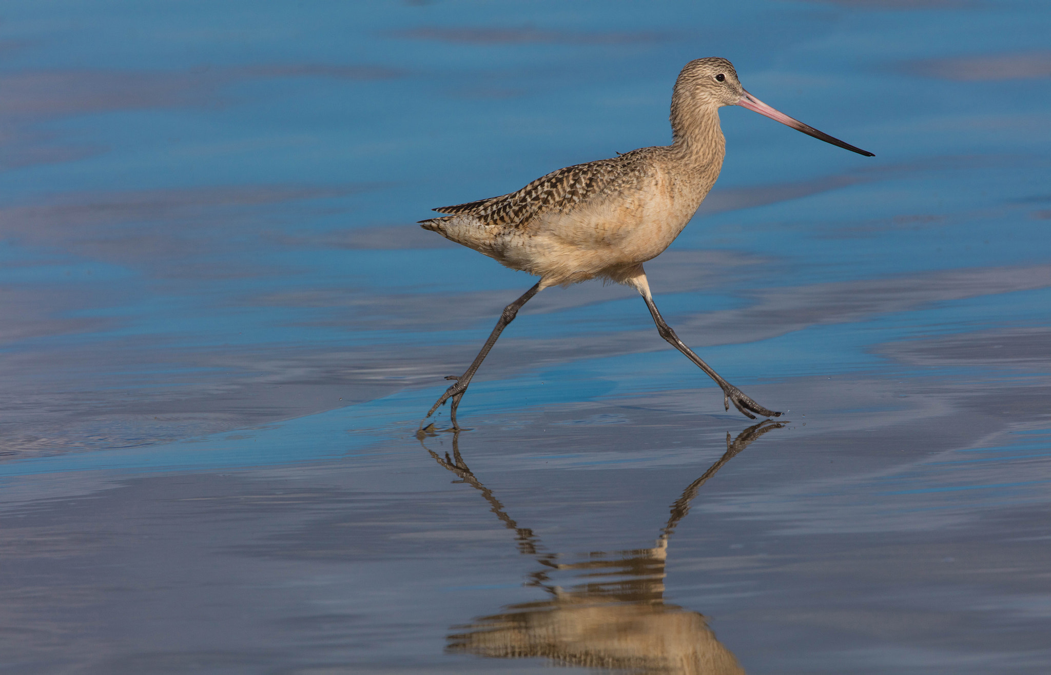 Canon EOS 5DS R + Canon EF 300mm F2.8L IS II USM sample photo. Marbled godwit photography
