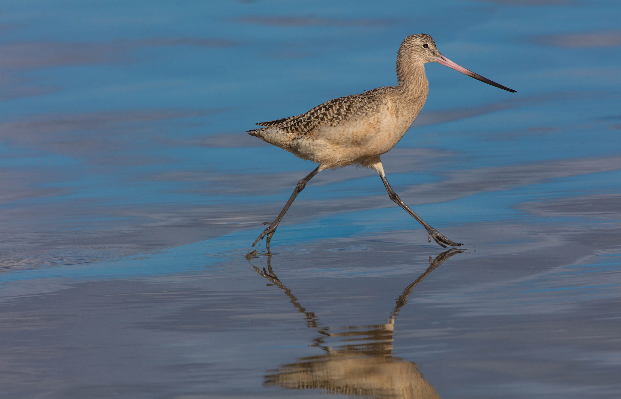 Canon EF 300mm F2.8L IS II USM sample photo. Marbled godwit photography