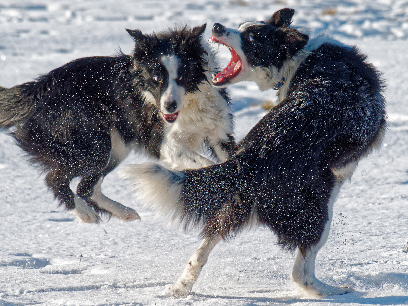 Olympus OM-D E-M1 + Panasonic Lumix G Vario 100-300mm F4-5.6 OIS sample photo. Do you hear me now? photography