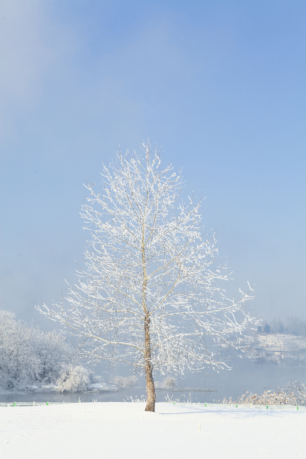 EF28-70mm f/2.8L USM sample photo. Tree photography
