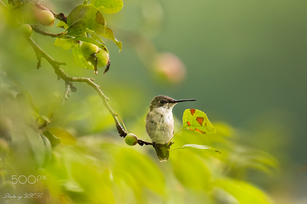 150-600mm F5-6.3 DG OS HSM | Sports 014 sample photo. Hummingbird in pa photography