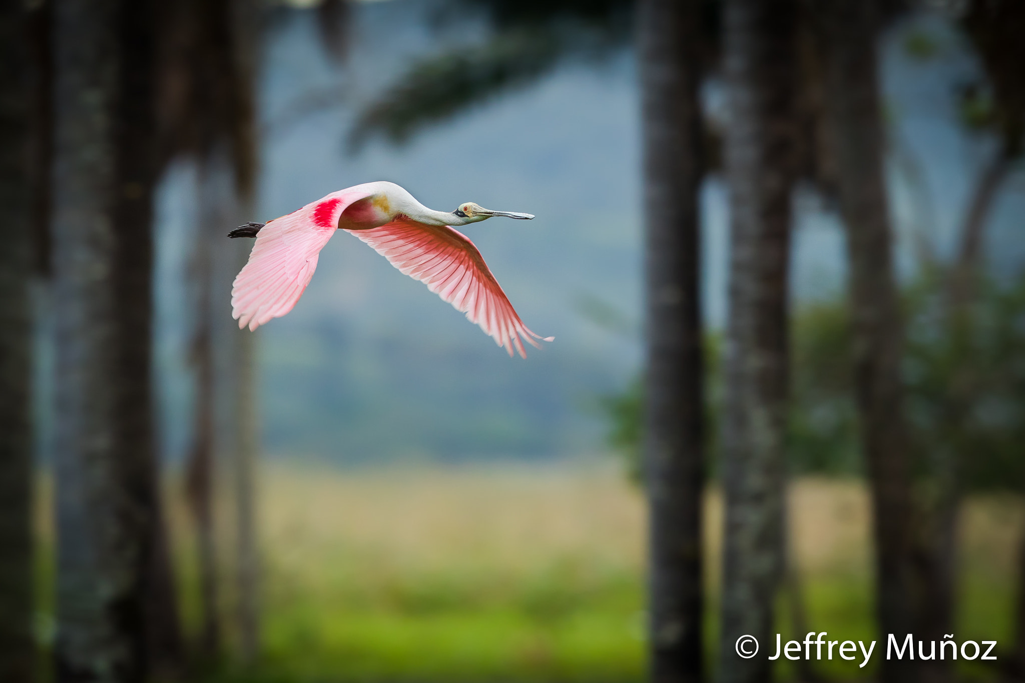Canon EF 500mm F4L IS II USM sample photo. Roseate spoonbill photography