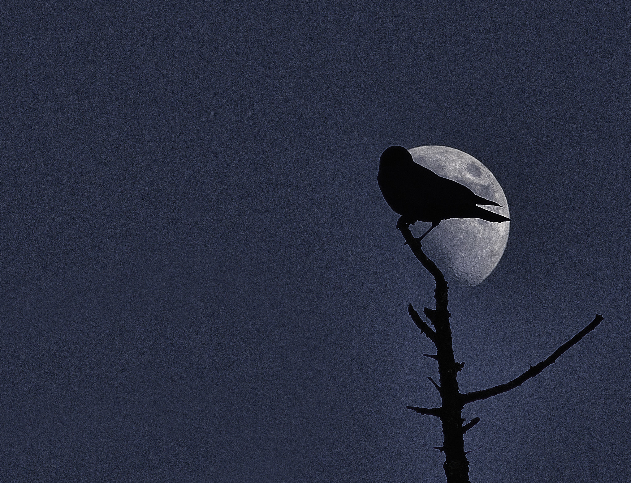 Sony Alpha DSLR-A700 sample photo. Crow moon photography