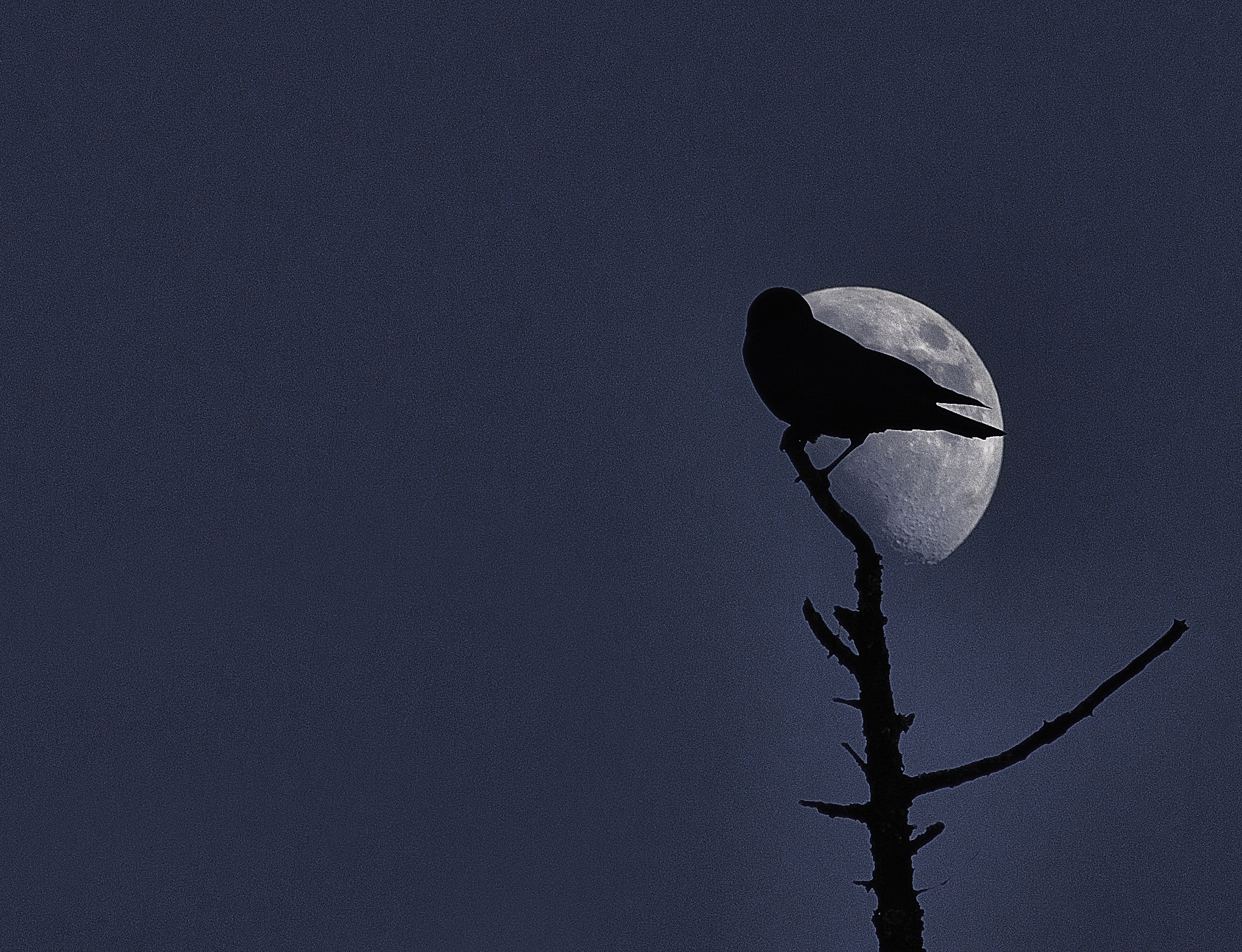 Sony 75-300mm F4.5-5.6 sample photo. Crow moon photography