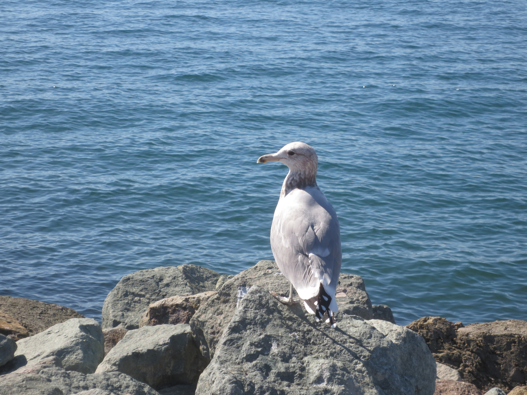 Canon POWERSHOT ELPH 320 HS sample photo. Seagull by bay photography