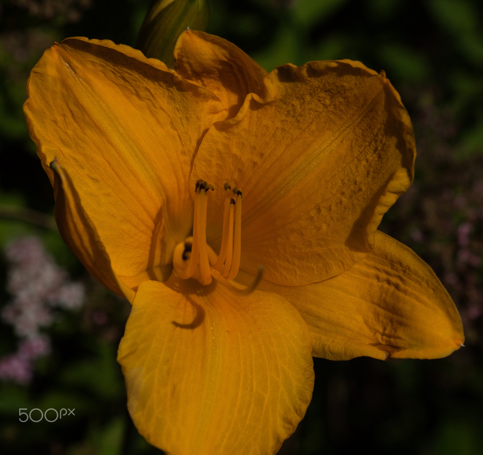 Olympus Zuiko Digital ED 70-300mm F4.0-5.6 sample photo. Shades of yellow photography