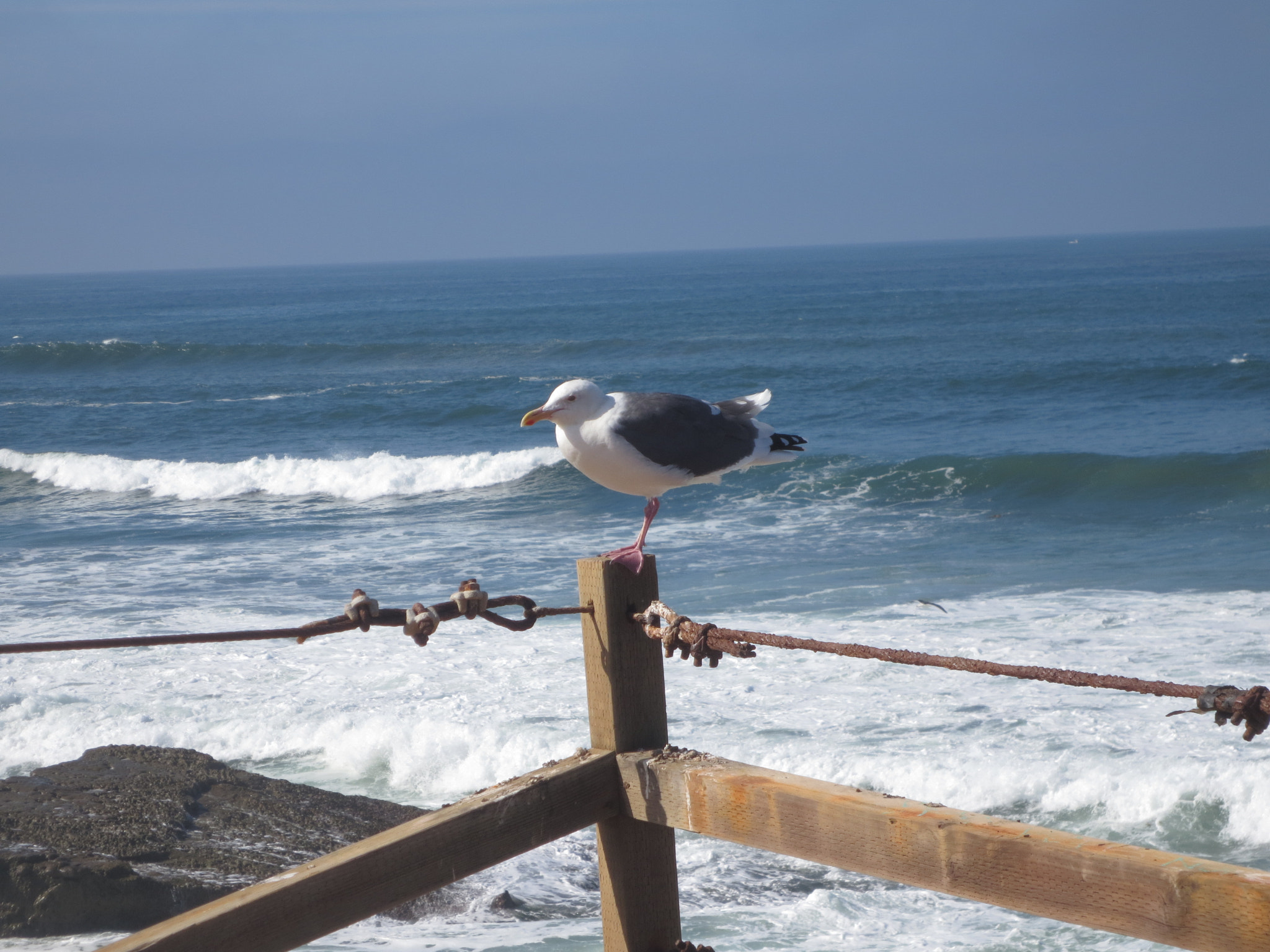 Canon POWERSHOT ELPH 320 HS sample photo. Seagull on fence photography