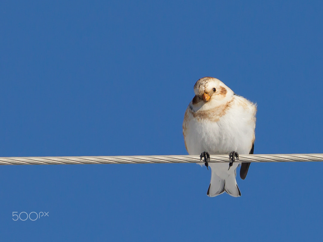 Canon EF 500mm F4L IS USM sample photo. White balance photography