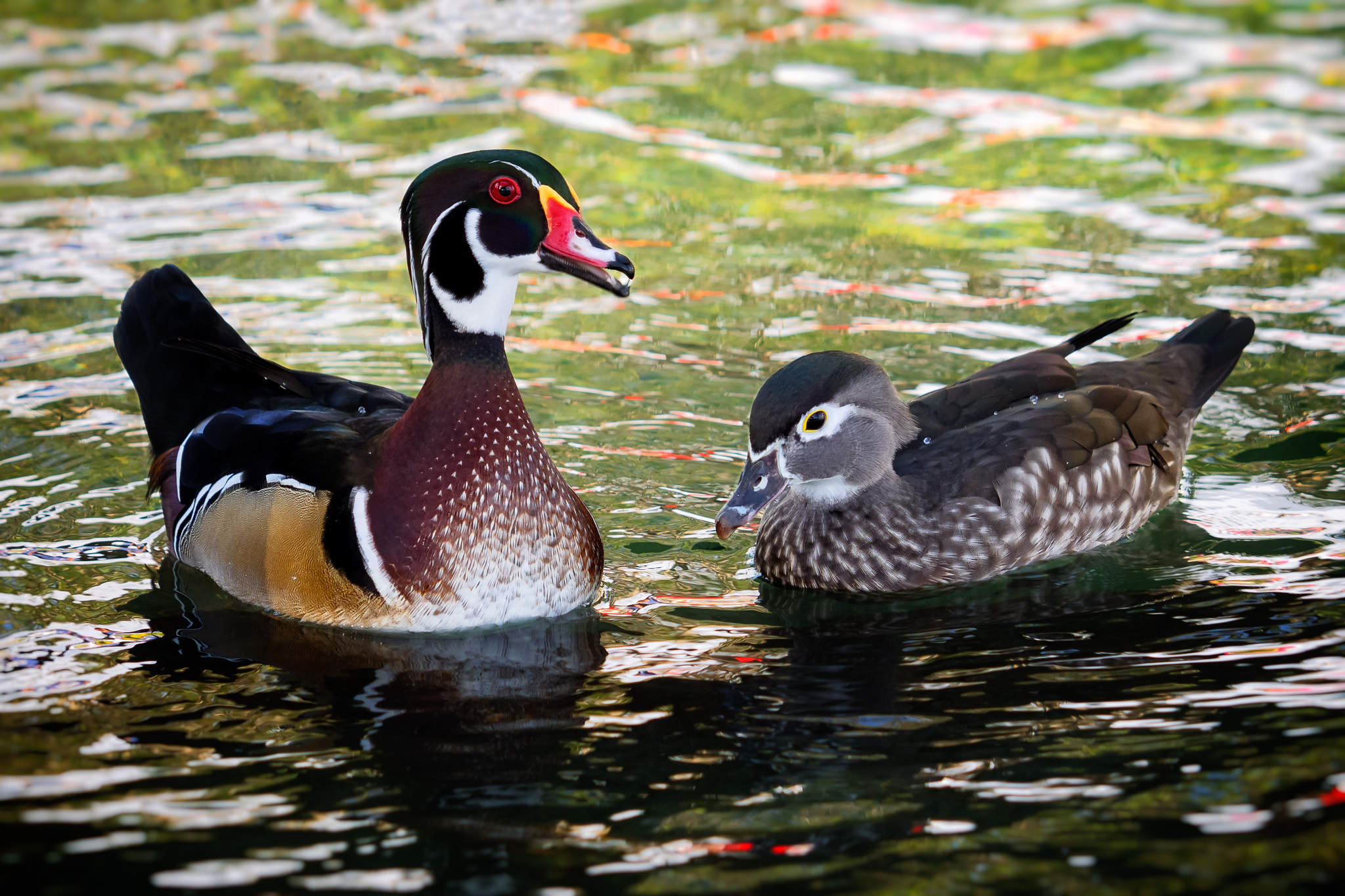Olympus OM-D E-M1 sample photo. Wood duck or carolina duck (aix sponsa) photography