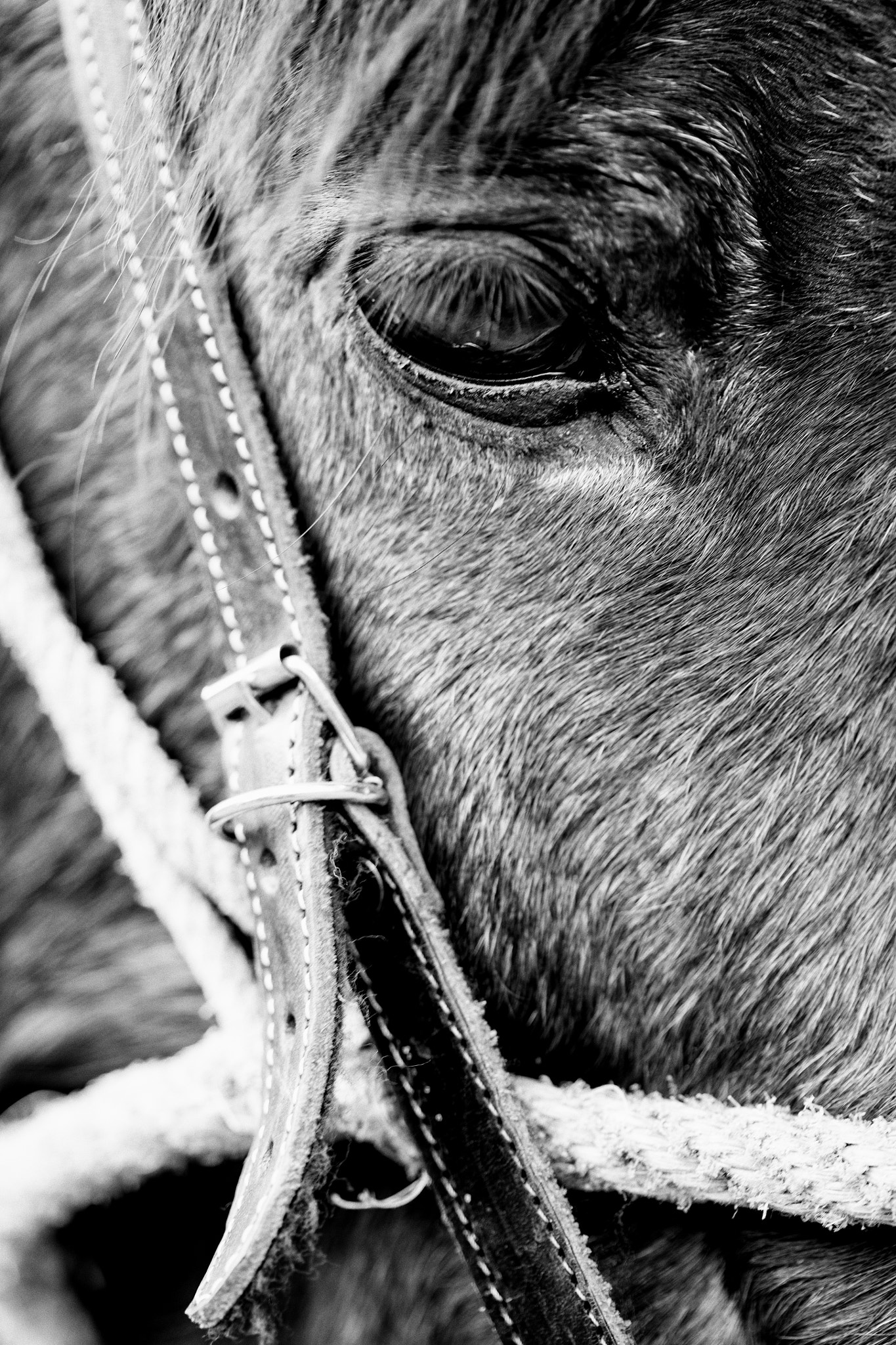 Canon EF 100mm F2.8 Macro USM sample photo. Perfil de caballo photography