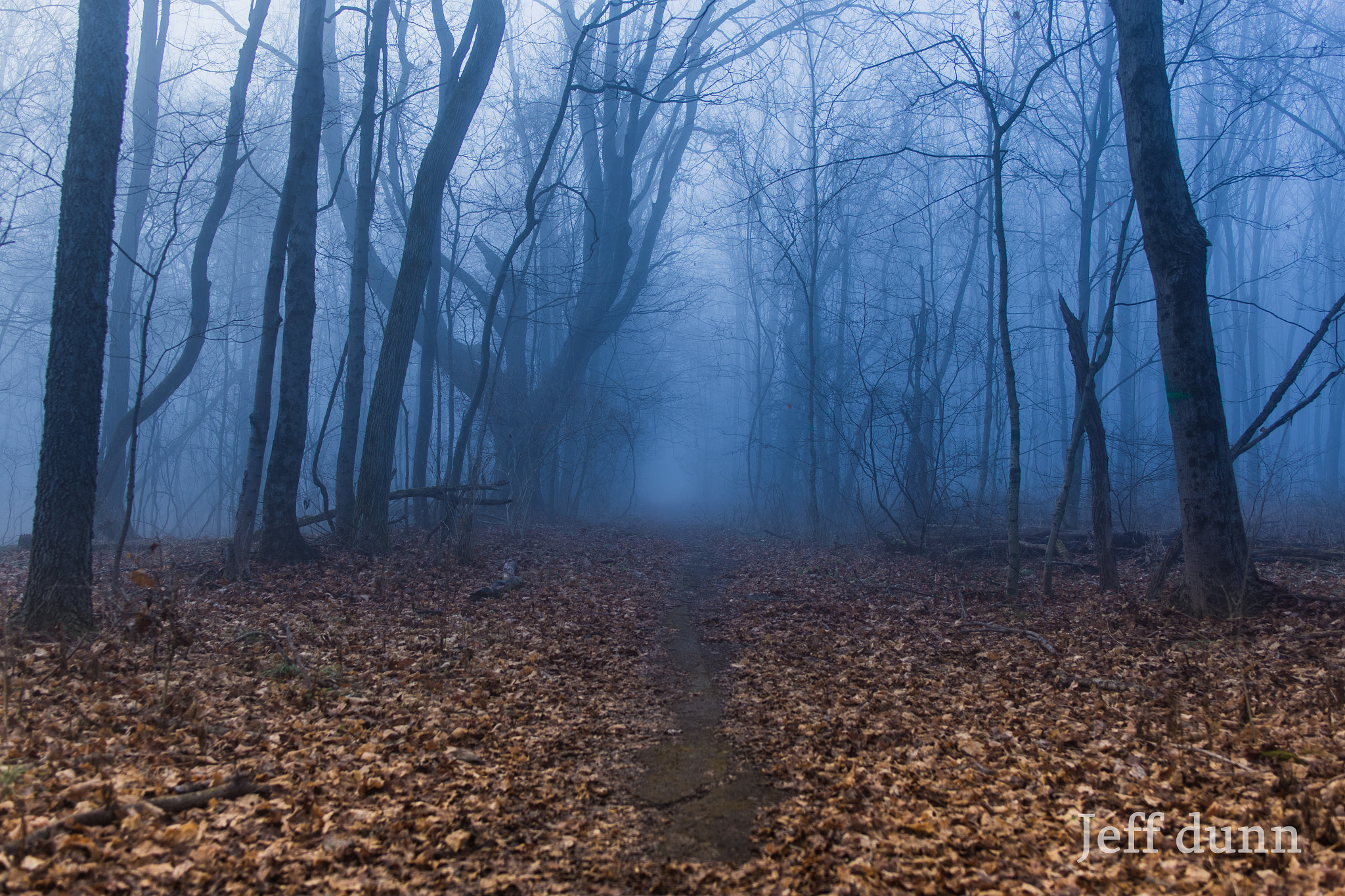 Tamron SP 35mm F1.8 Di VC USD sample photo. Foggy walk in the woods photography