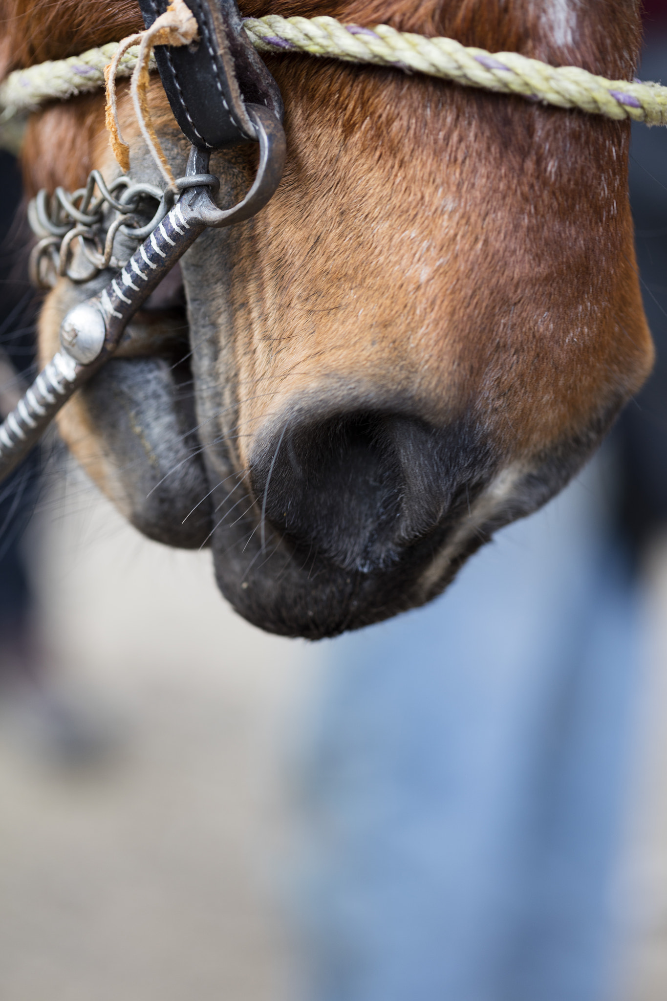 Canon EF 100mm F2.8 Macro USM sample photo. Aire de caballo photography