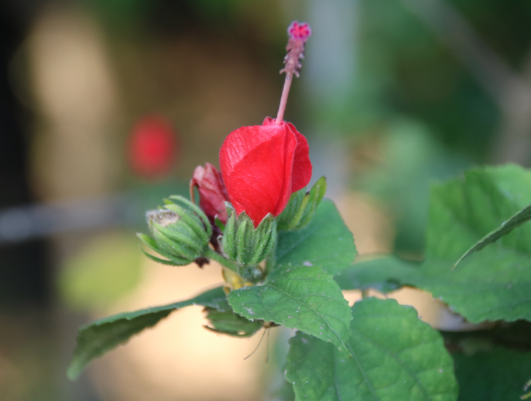 Sigma 18-250mm F3.5-6.3 DC OS HSM sample photo