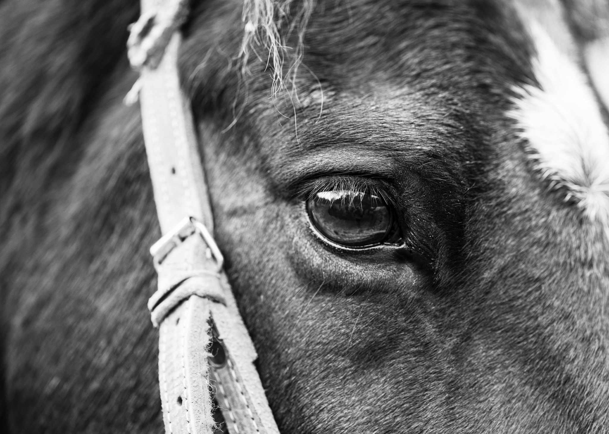 Canon EF 100mm F2.8 Macro USM sample photo. Perfil de caballo ii photography
