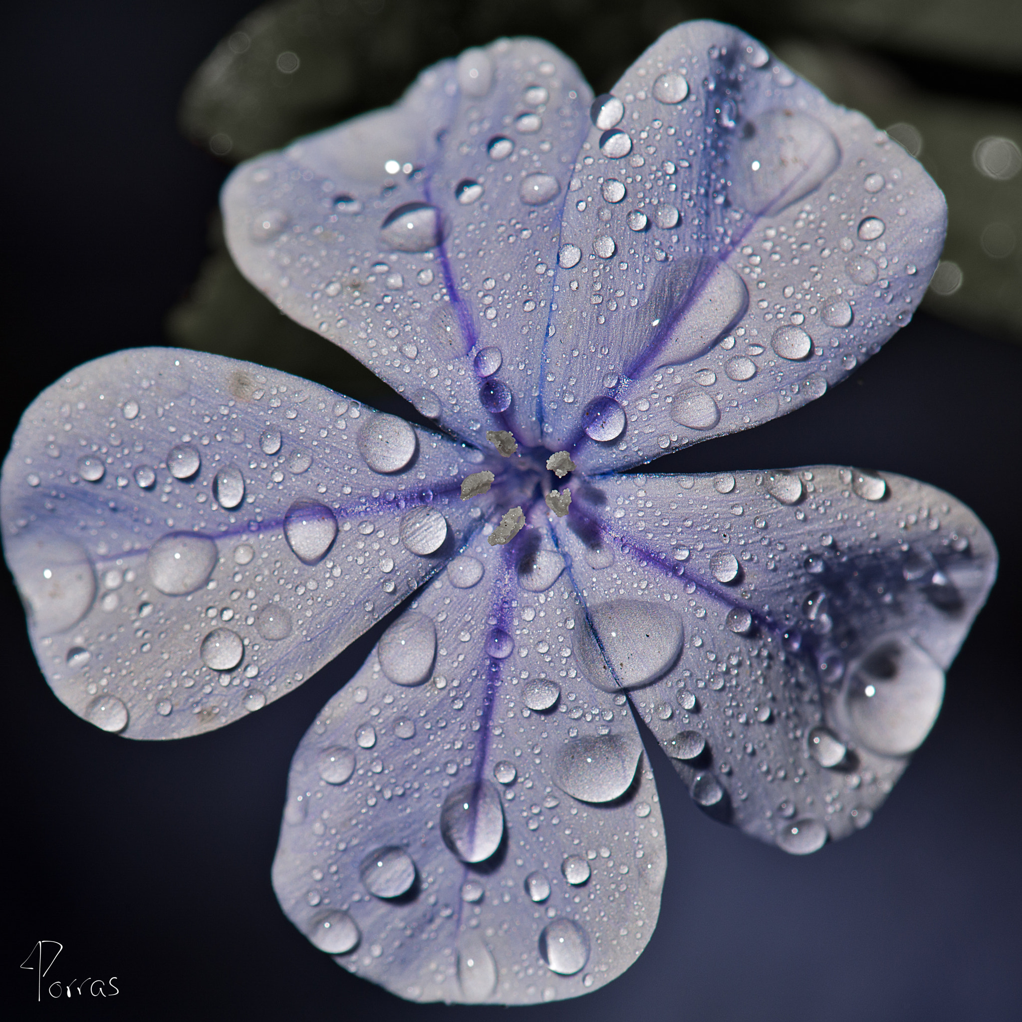 Nikon AF-S DX Micro-Nikkor 85mm F3.5G ED VR sample photo. Square jazmin azul photography