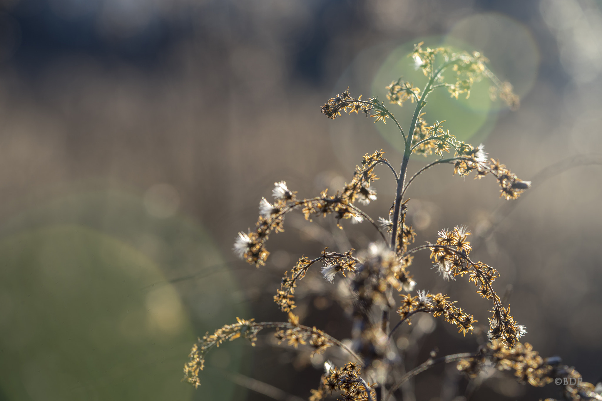 Sony a7 + Sony FE 90mm F2.8 Macro G OSS sample photo