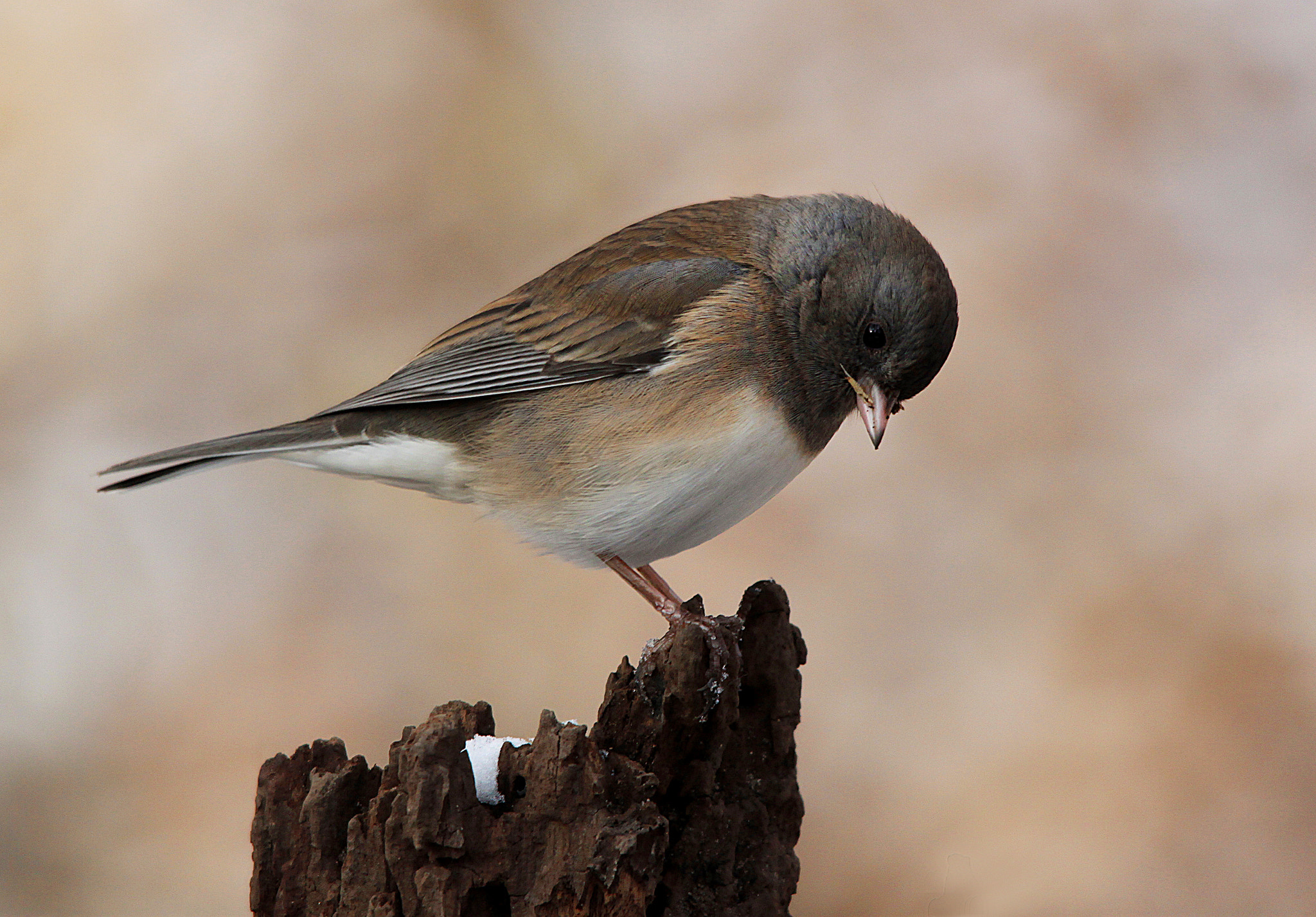 Sigma 150-500mm F5-6.3 DG OS HSM sample photo. Junko on stump photography