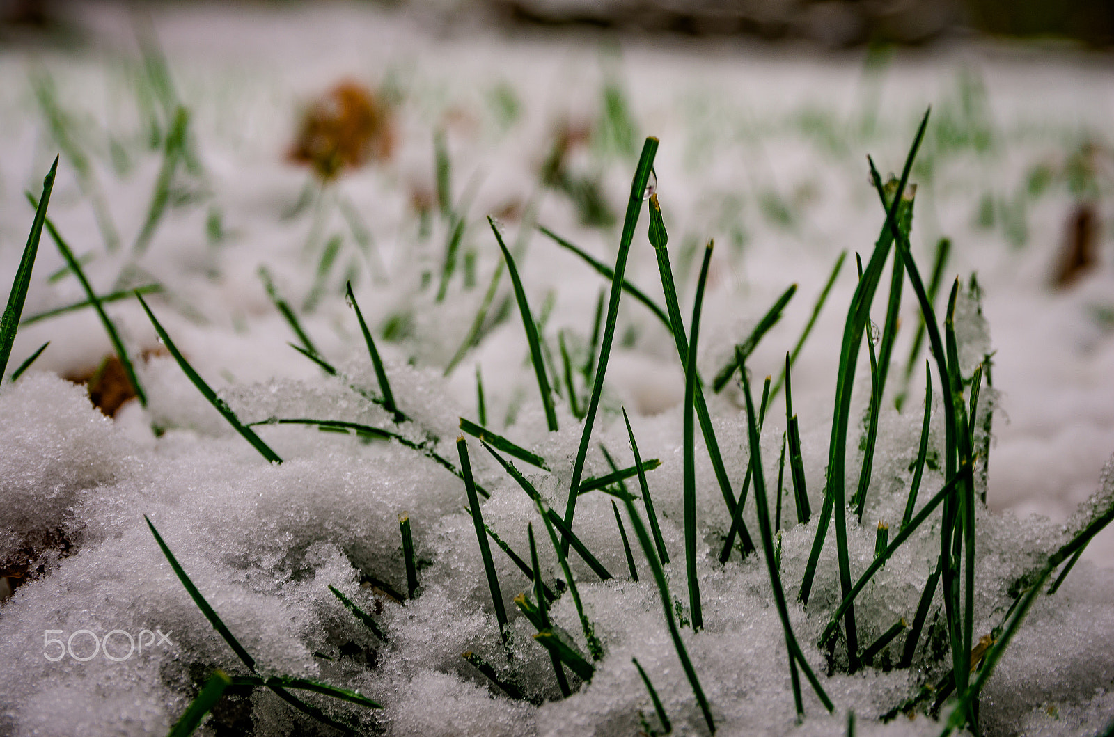 Pentax K-5 IIs sample photo. Snowy blades photography