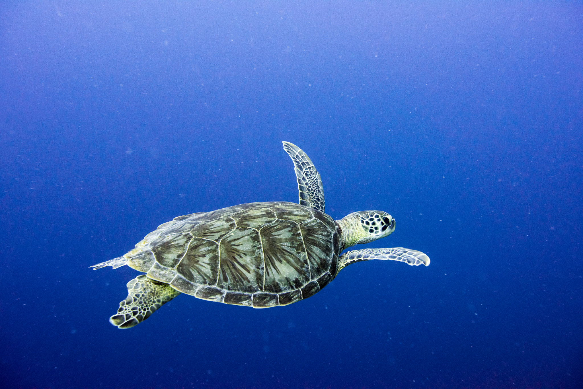 Nikon AF-S Nikkor 17-35mm F2.8D ED-IF sample photo. Green turtle in space photography