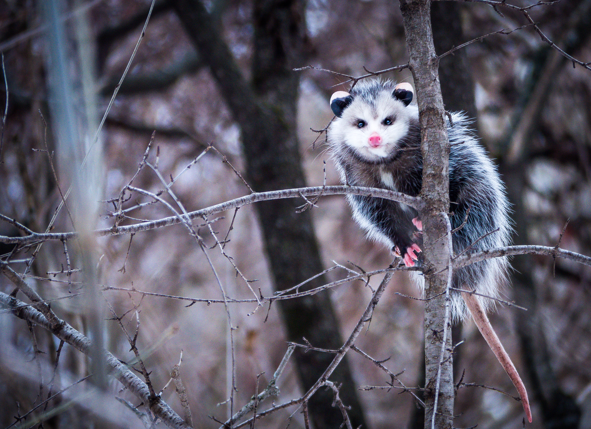 Panasonic Lumix G Vario 45-200mm F4-5.6 OIS sample photo. Hanging around photography