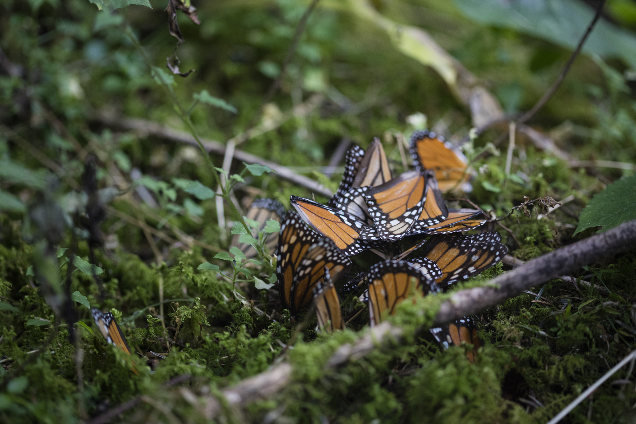 Canon EF 100mm F2.8 Macro USM sample photo. Butterfly corpses photography