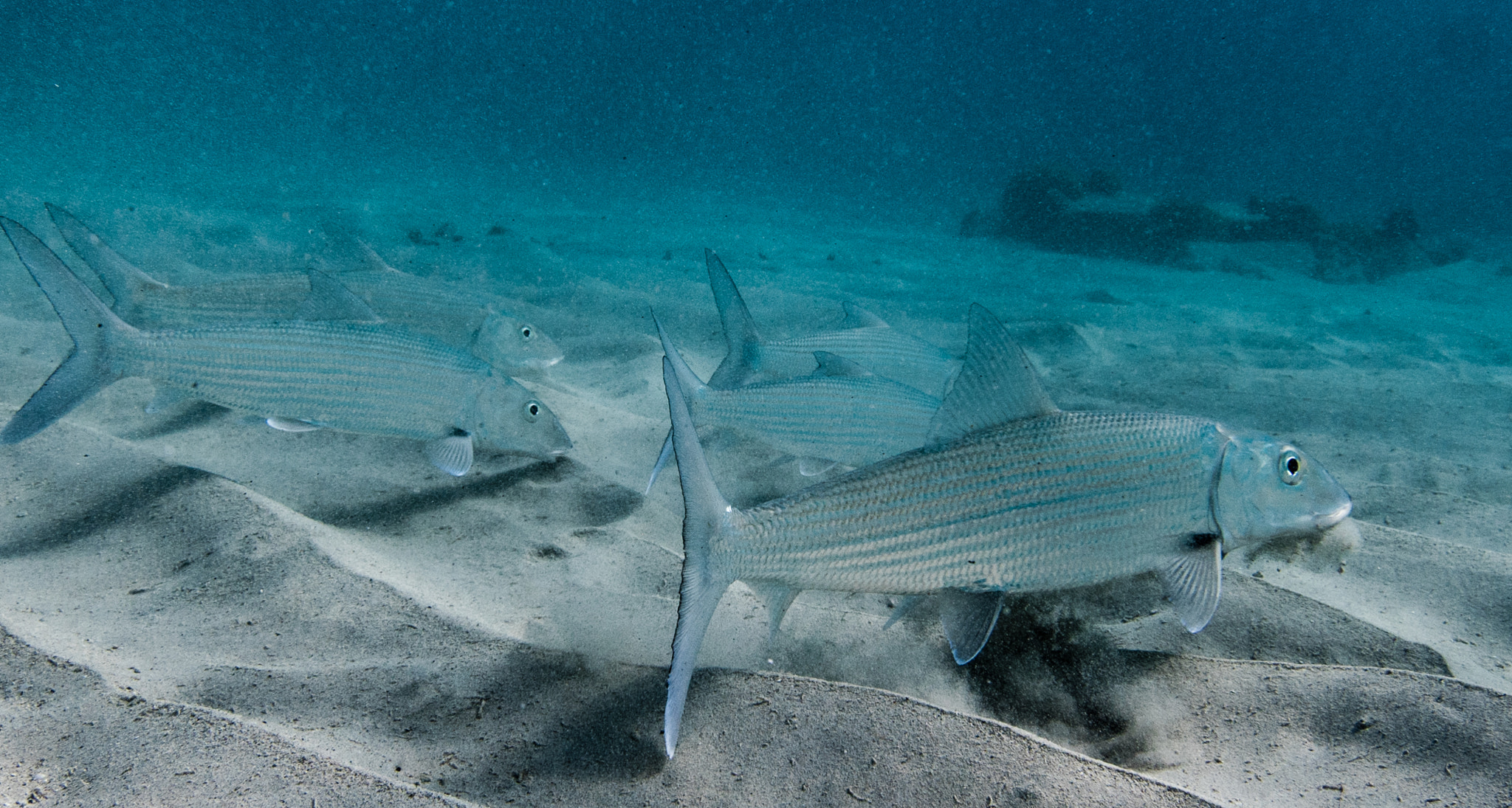 Nikon AF-S Nikkor 17-35mm F2.8D ED-IF sample photo. Dinnertime for bonefish photography