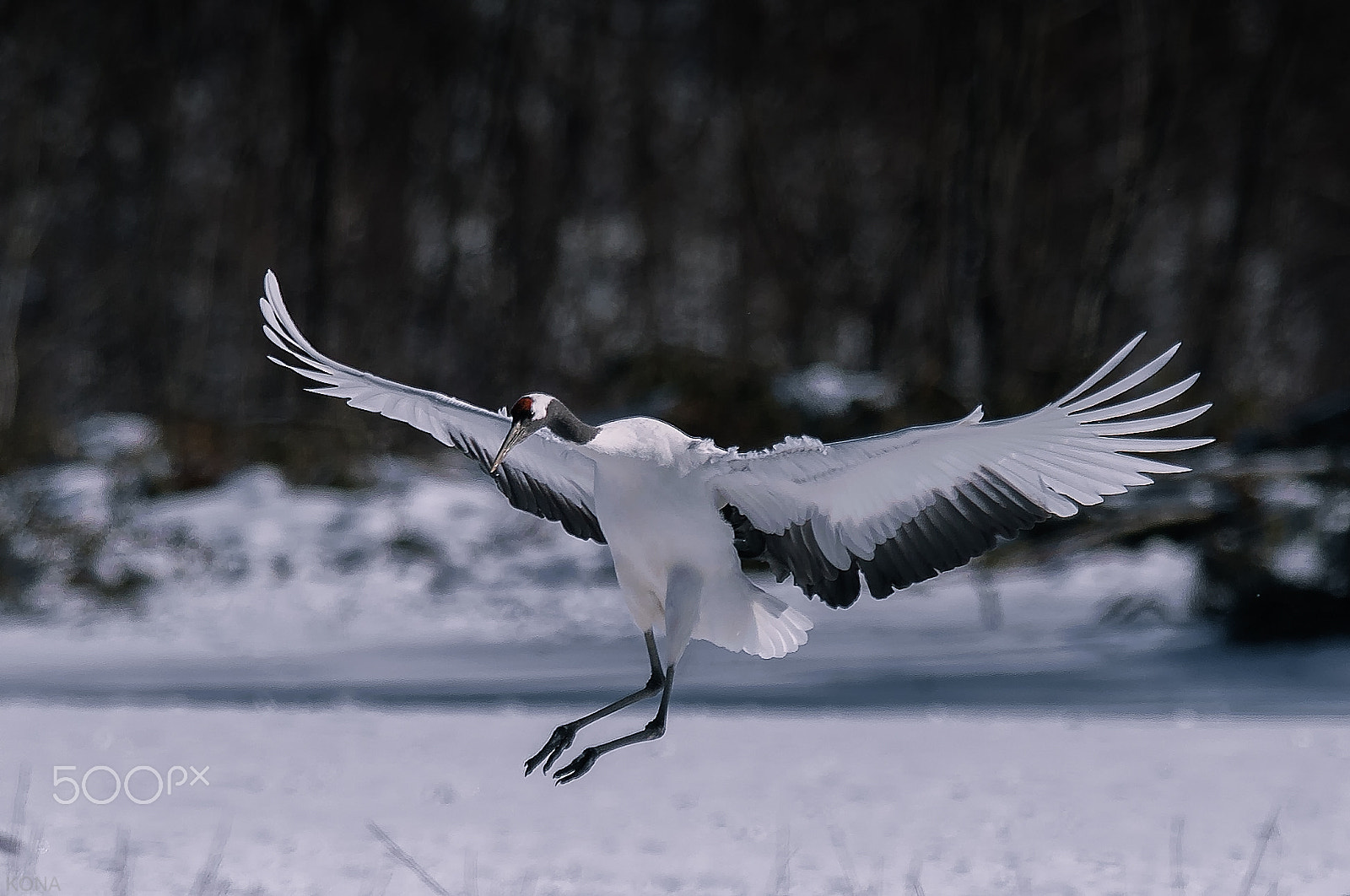 Nikon AF-S Nikkor 400mm F2.8G ED VR II sample photo. 32039556075.  tantyou photography