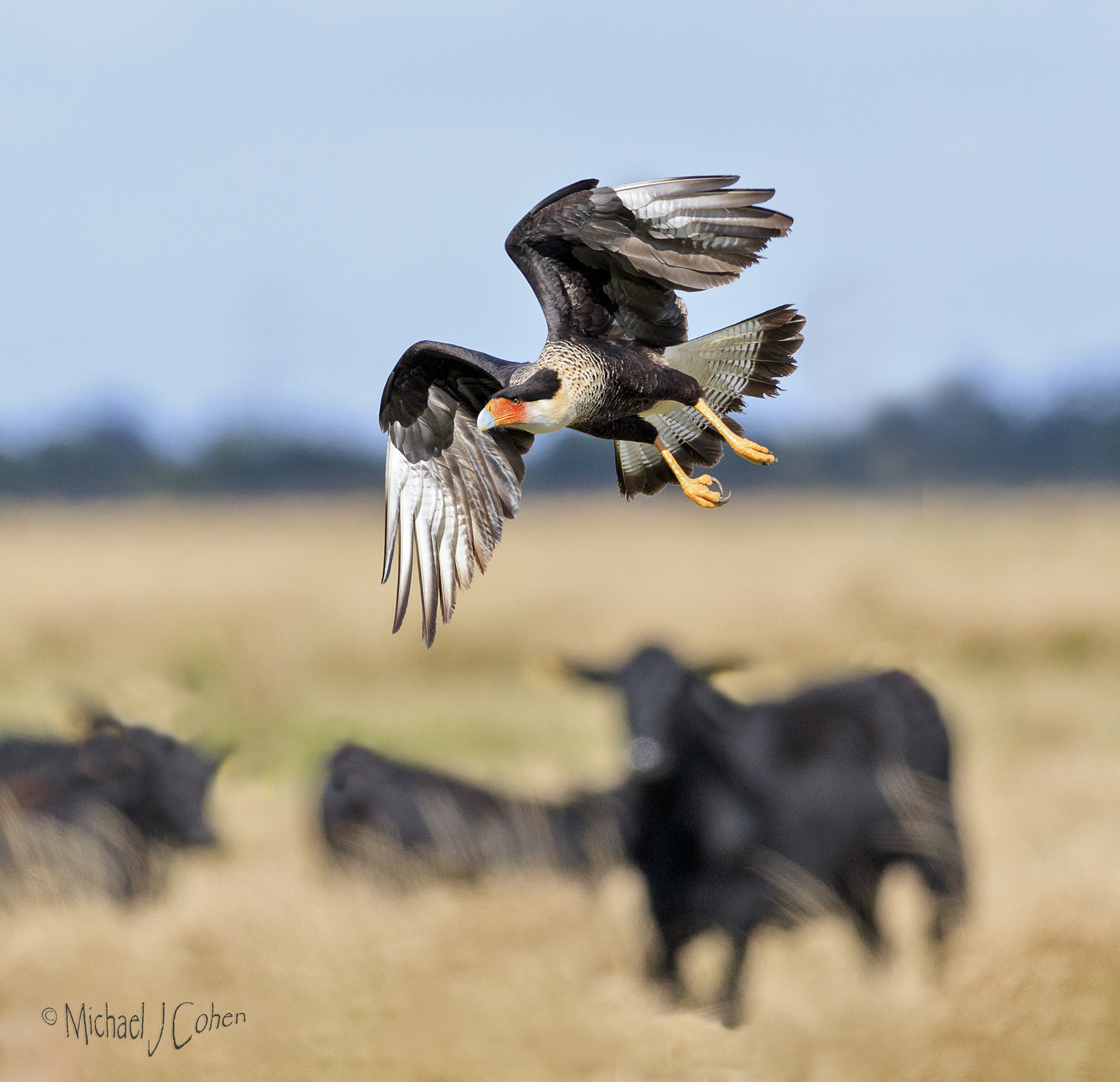 Canon EF 200-400mm F4L IS USM Extender 1.4x sample photo. Crested caracara and cows photography