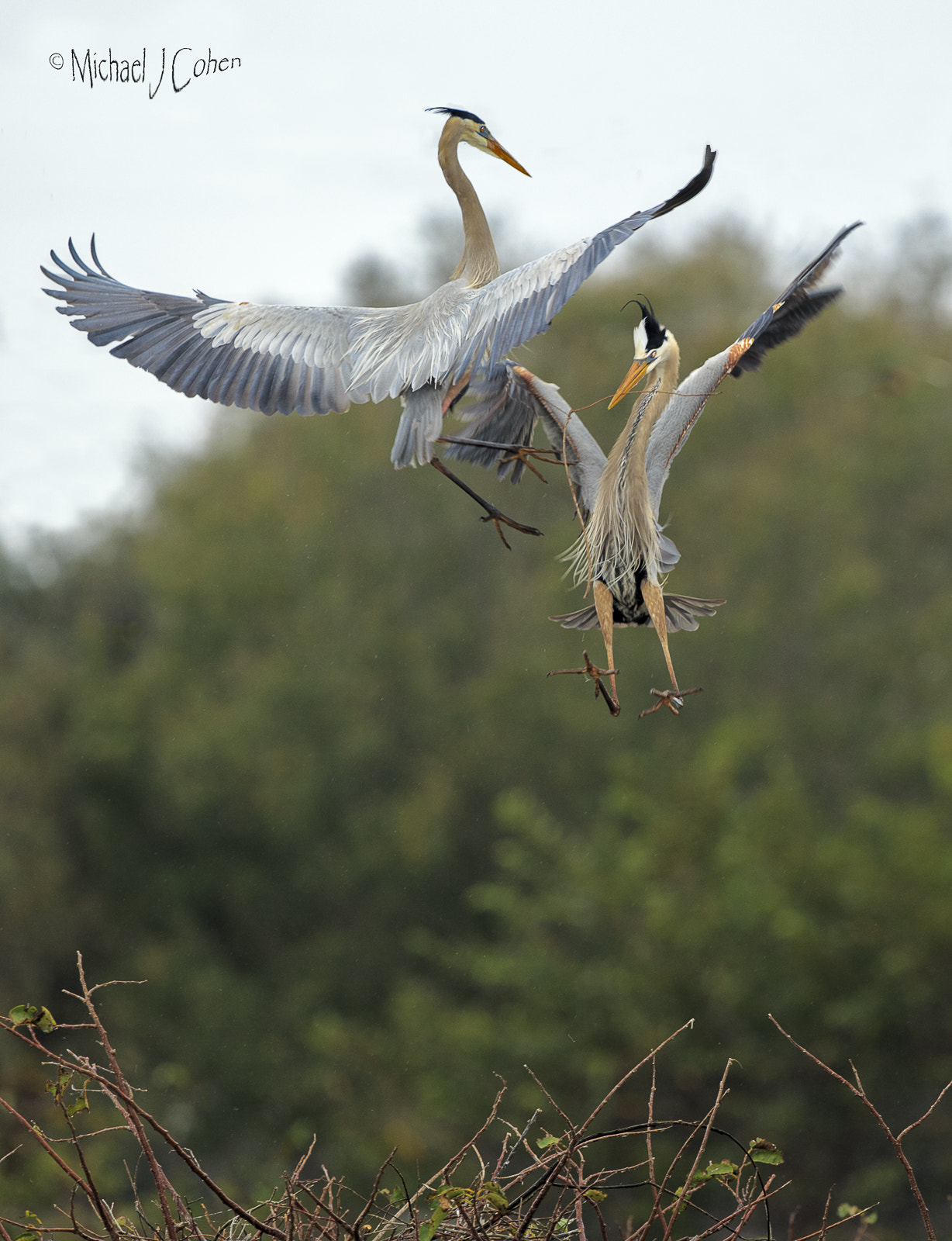 Canon EOS-1D X + Canon EF 300mm F2.8L IS II USM sample photo. Great blue heron pair airborn photography