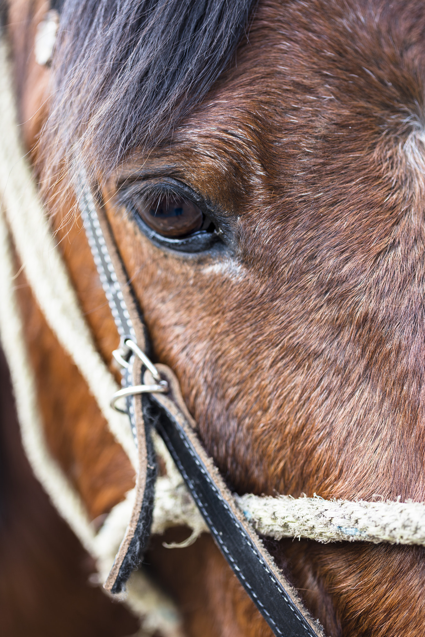 Canon EF 100mm F2.8 Macro USM sample photo. Perfil de caballo a color photography