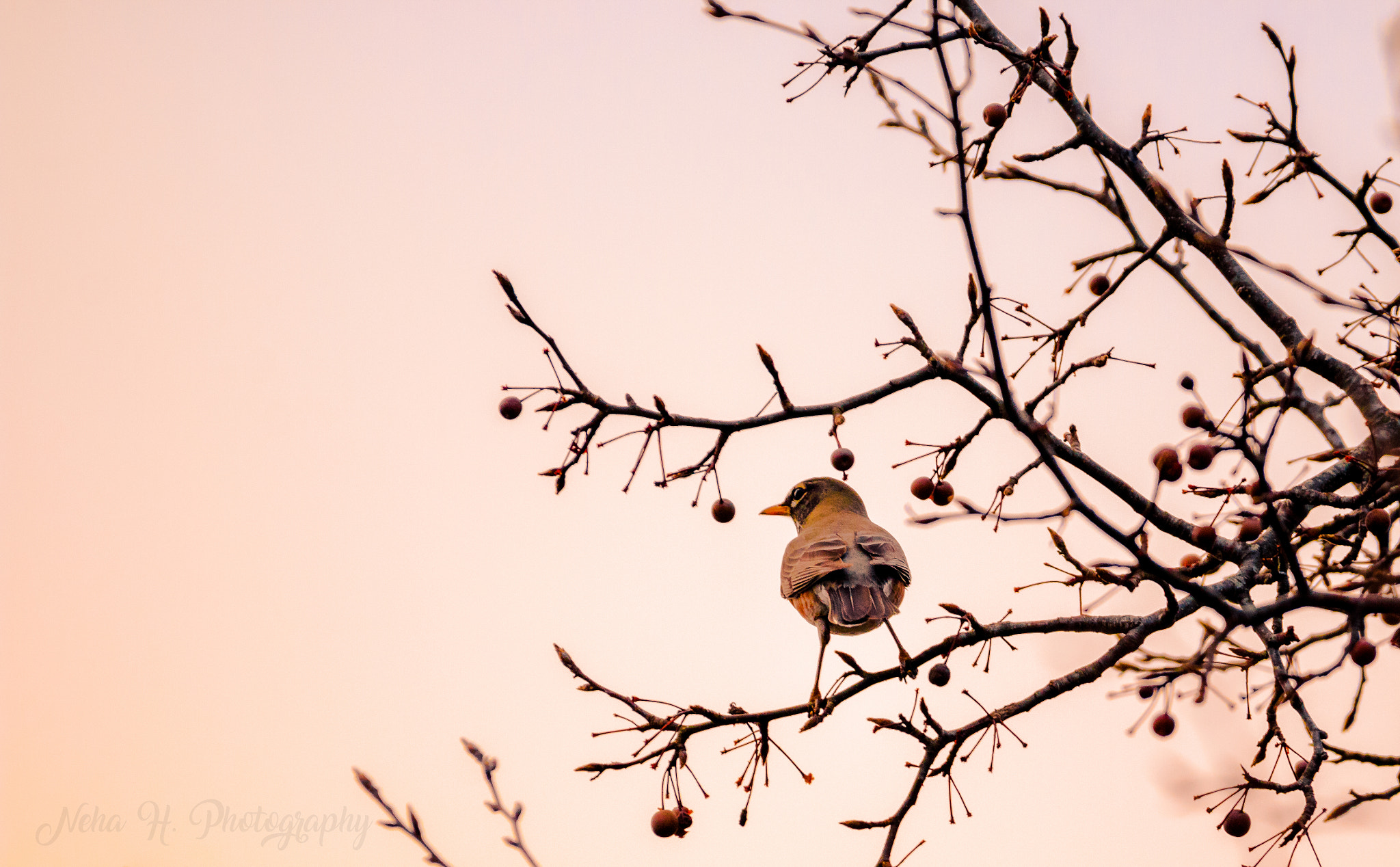 150-600mm F5-6.3 DG OS HSM | Contemporary 015 sample photo. Northern robin photography