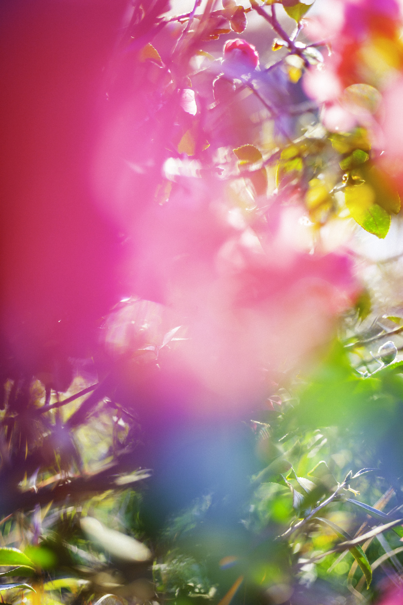Canon EOS-1Ds Mark III sample photo. Seasonal japanese flower series – tsubaki photography
