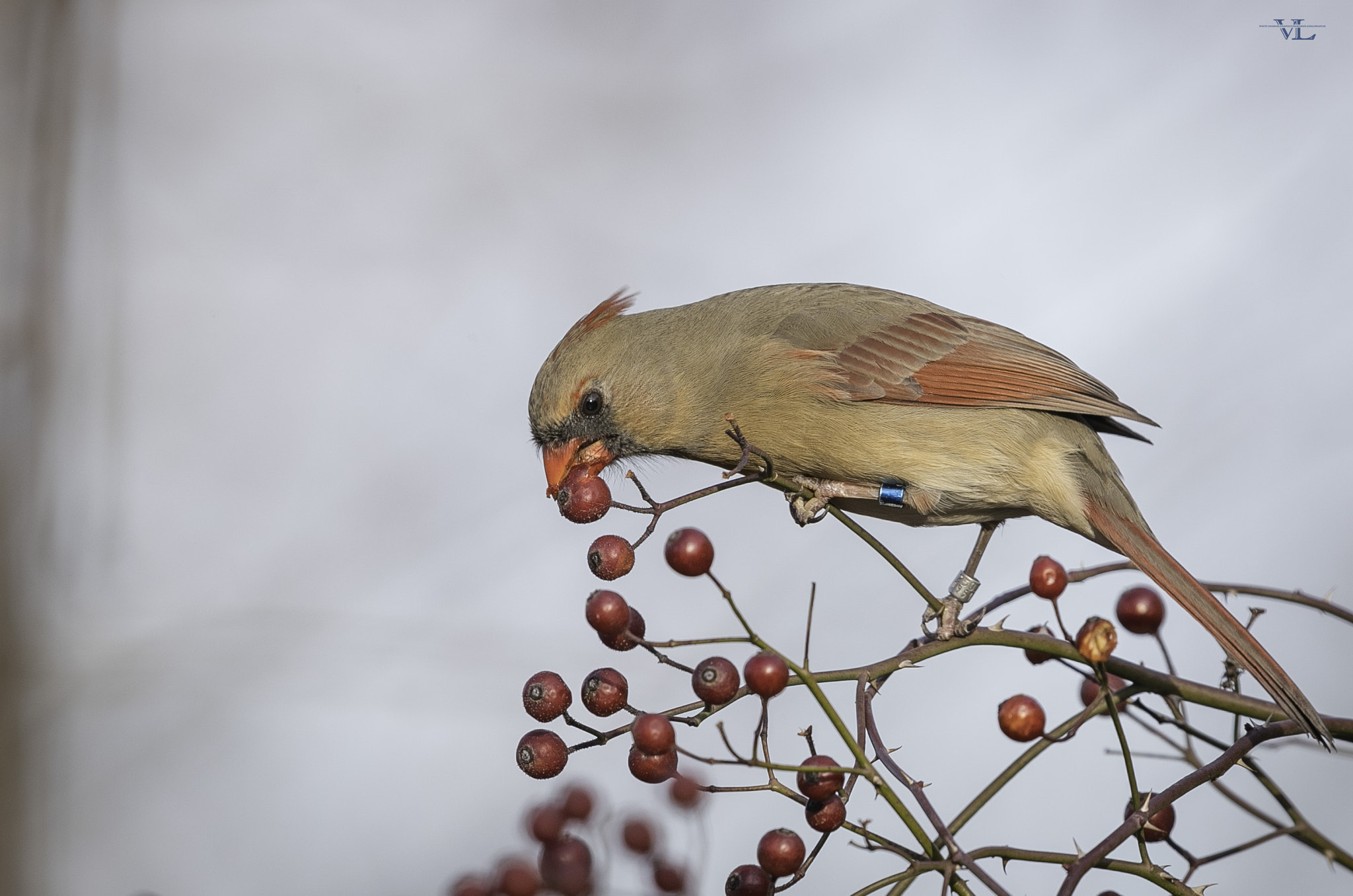 Canon EOS-1D X Mark II + Canon EF 600mm F4L IS II USM sample photo. Female cardinal photography