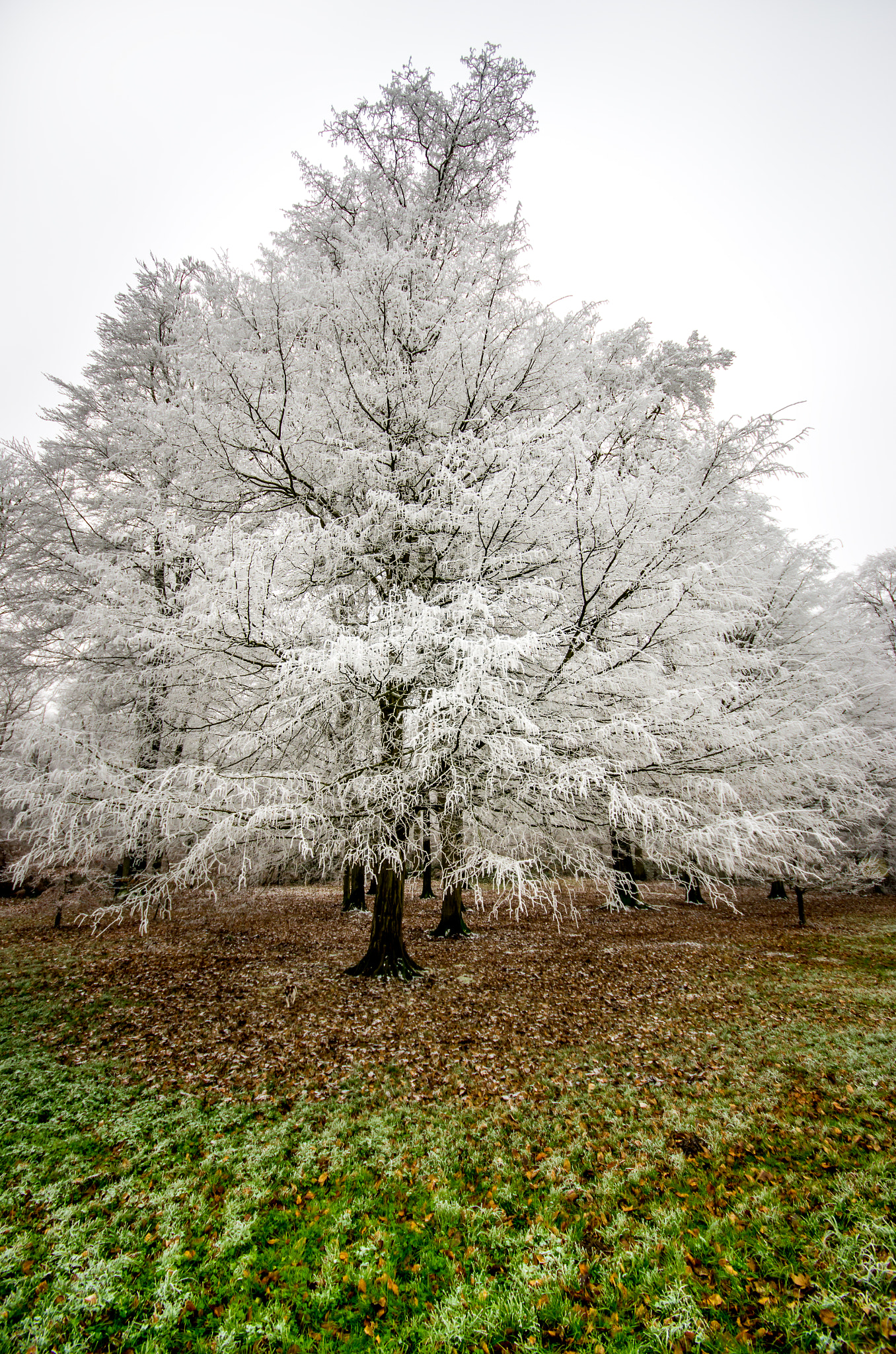 Sigma AF 10-20mm F4-5.6 EX DC sample photo. Forêt de bord-louviers photography