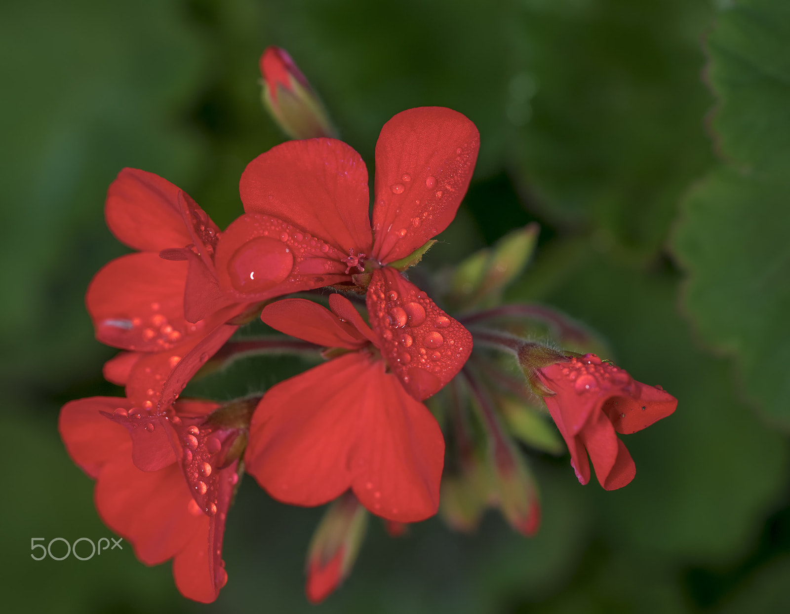 Sony a7R + Sony FE 90mm F2.8 Macro G OSS sample photo. Rain drops red fower photography