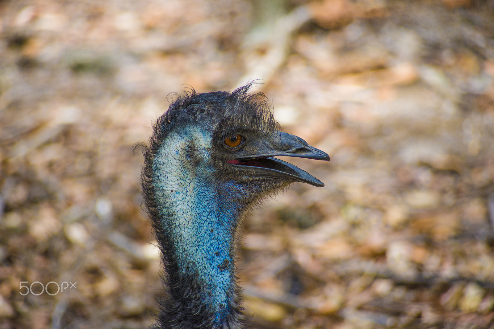 Nikon D600 sample photo. You looking at me punk? photography