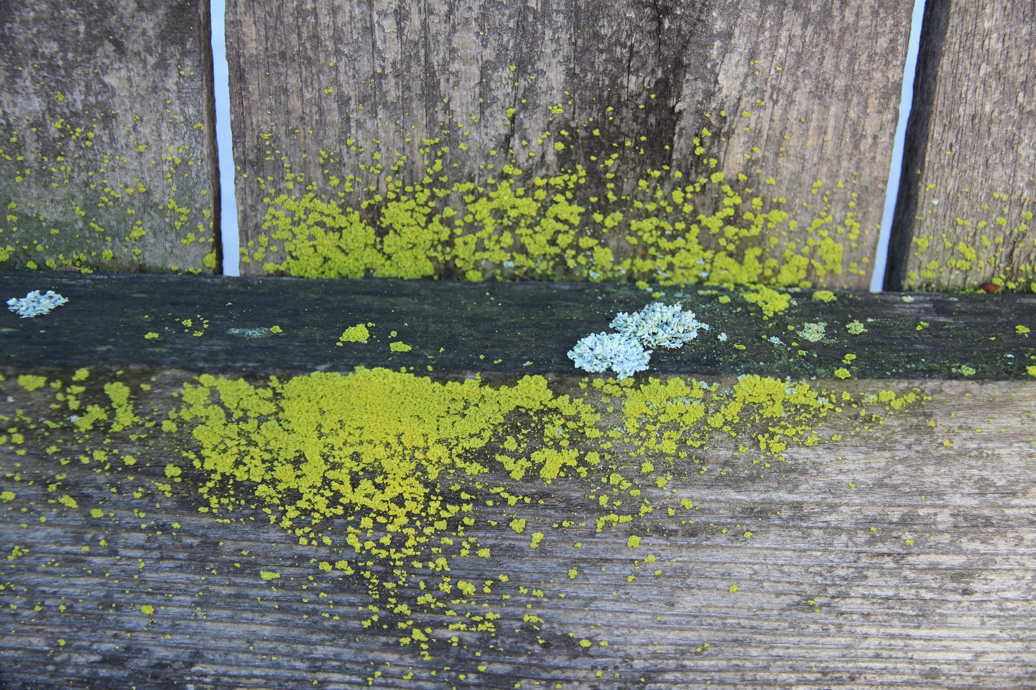 Canon EOS 600D (Rebel EOS T3i / EOS Kiss X5) sample photo. January 1: lichen in bloom photography