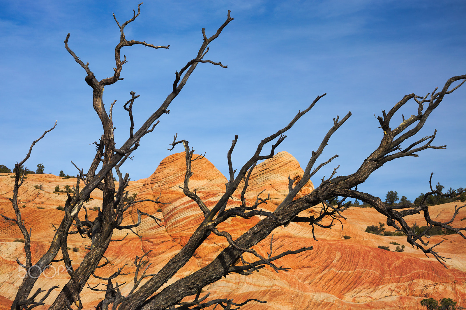 Canon EOS 5DS R sample photo. Windblown photography