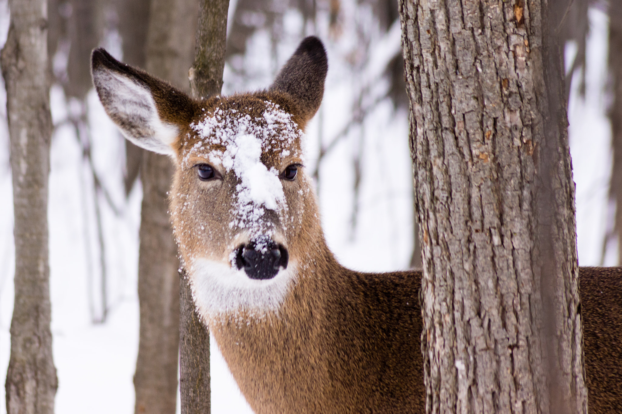 Sony DT 55-200mm F4-5.6 SAM sample photo. Snowy head photography